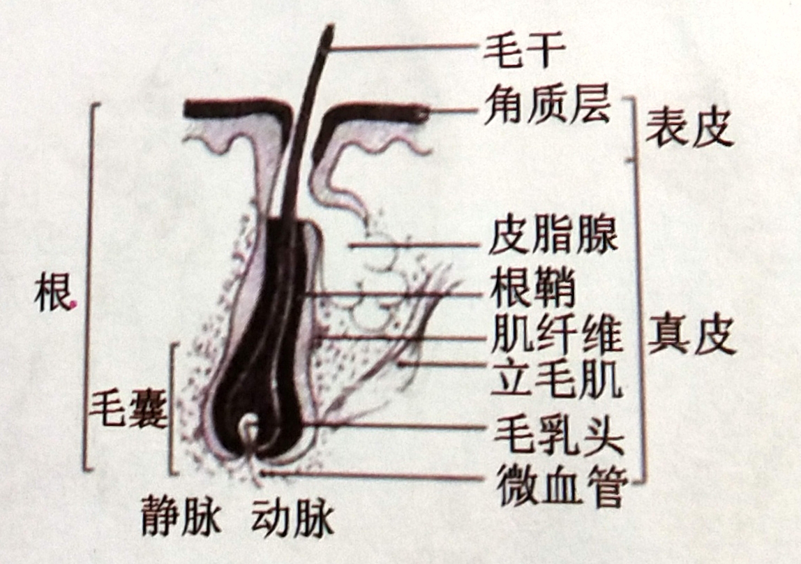 美发培训 美发培训
